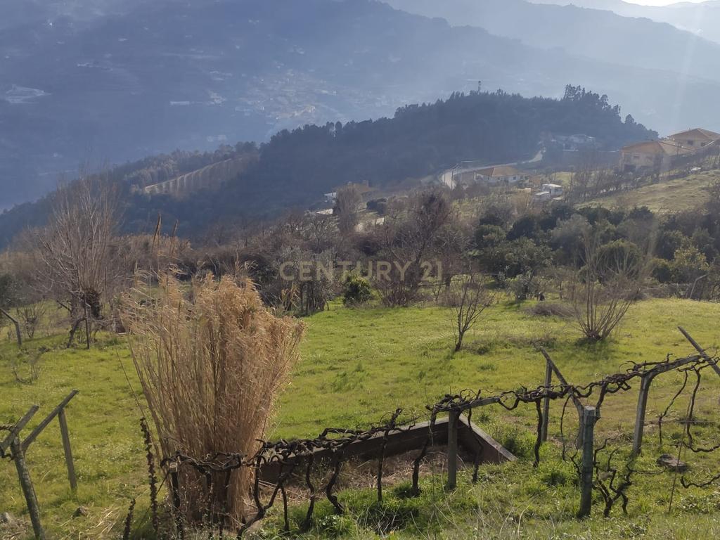 Terreno com casinha e vista para o rio Douro, em S. Tomé de Covelas, Baião para projeto agrícola - Image 77