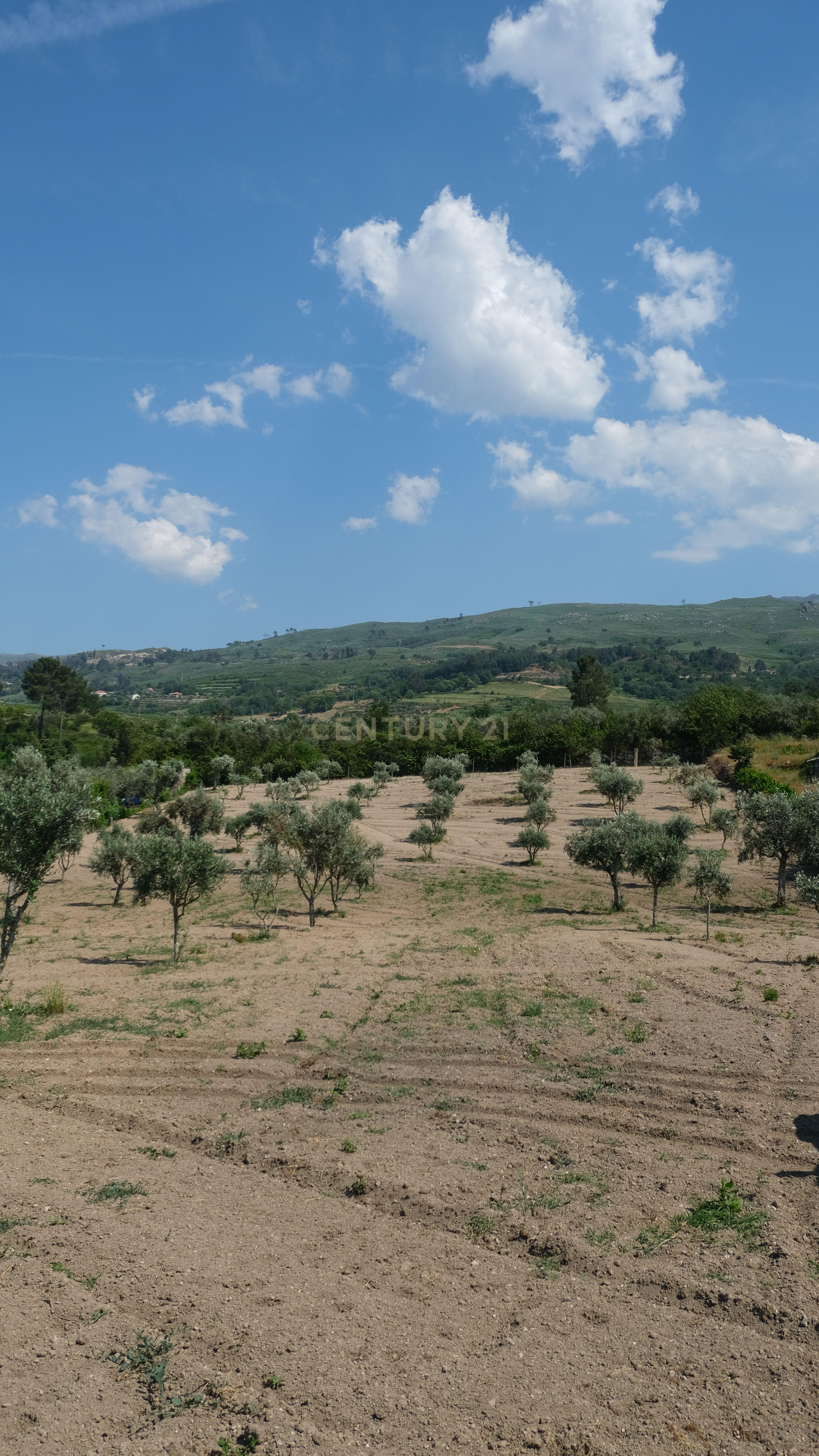 Fotografia 10 de Terreno com 2.006 m², oliveiras em produção e construção de apoio | São Paio, Gouveia