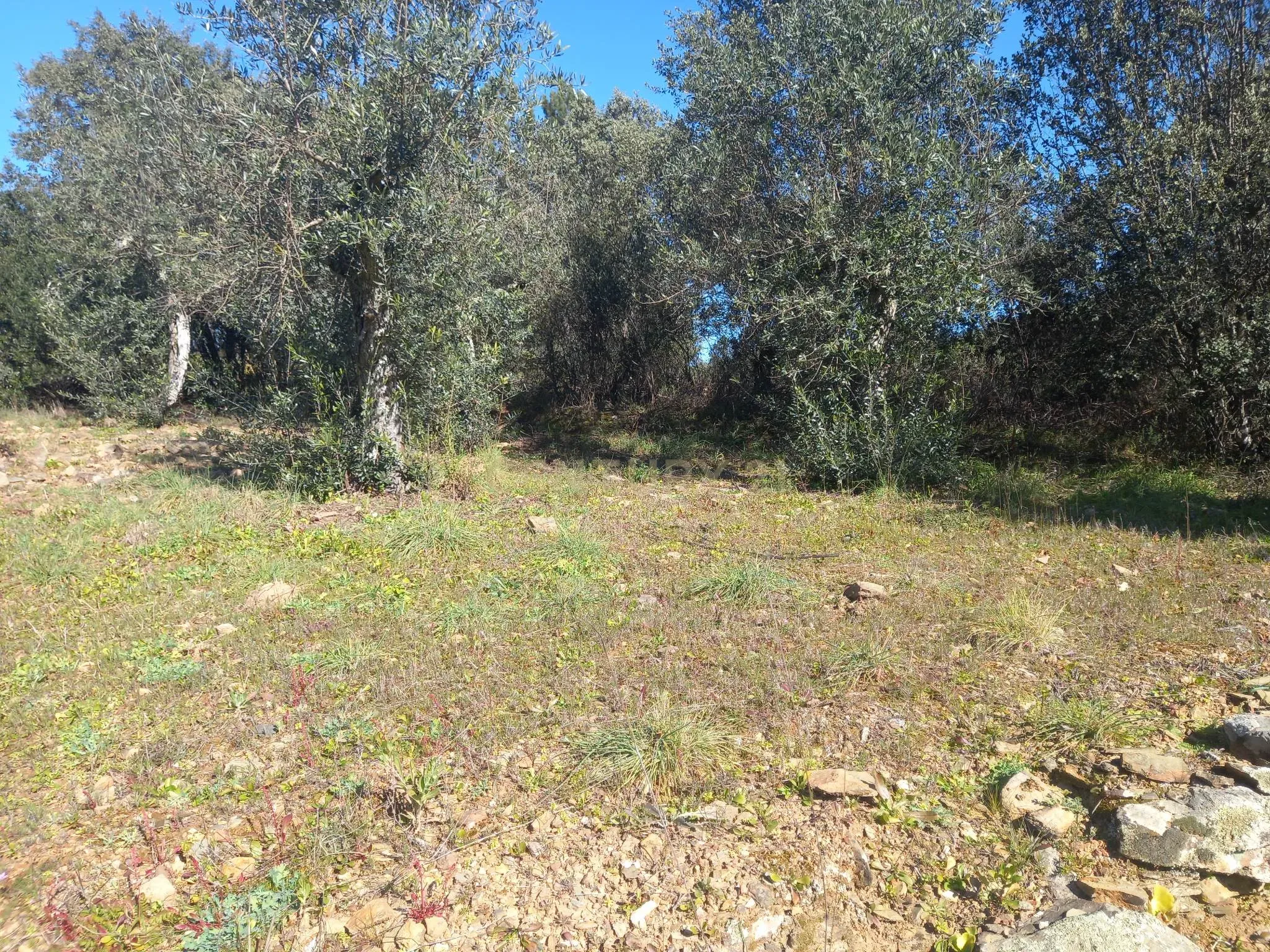 Quintinha em Sesmo, Junto á praia fluvial, Sarzedas - Image 17