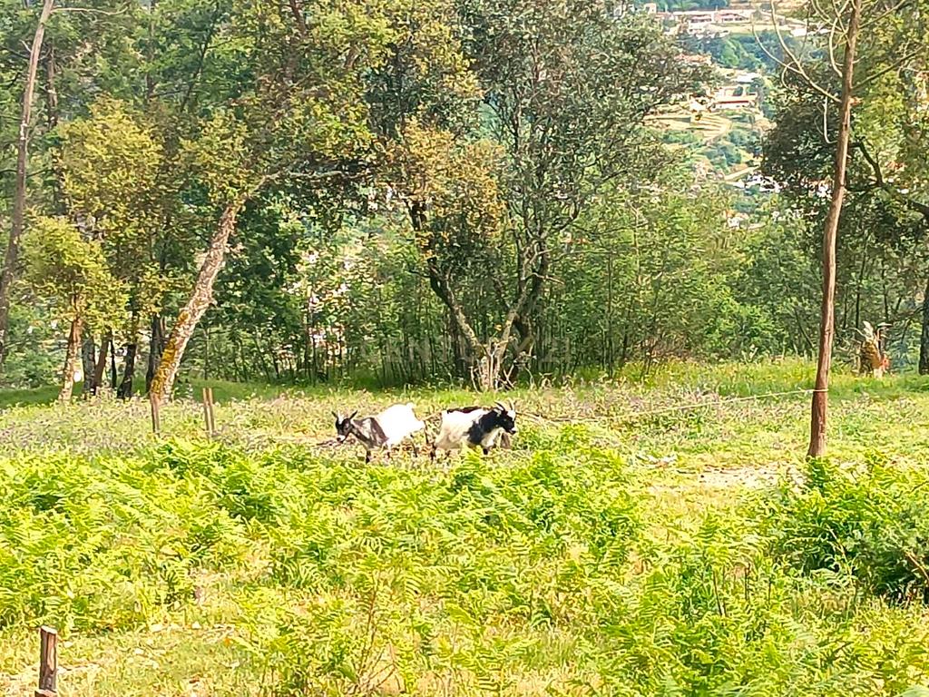 Belíssima ruína em terreno verdejante com vista deslumbrante para o Rio Douro, Baião, Porto - Image 31