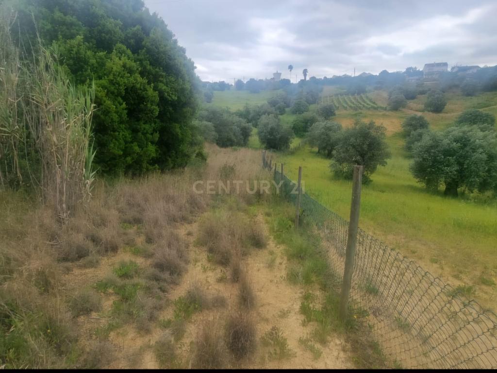 Terreno Urbano à Venda – Brogueira, Torres Novas - Image 4