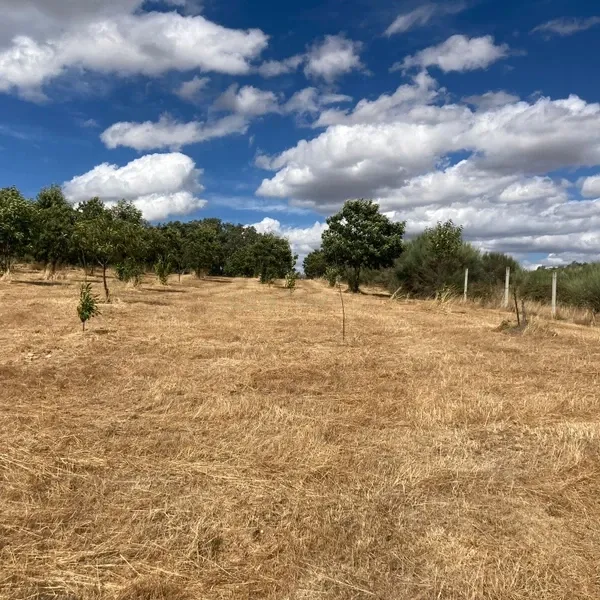Terreno Agrícola em Pinela, Bragança - Image 1