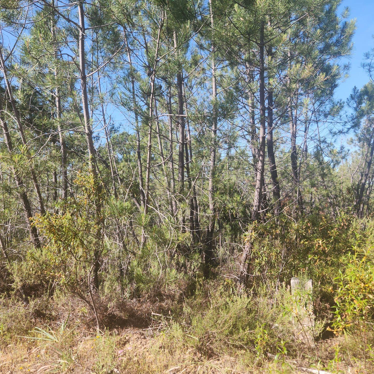 Fotografia 5 de Terreno Florestal 3,4ha - Barroca da Ferranha, Perais, Vila Velha de Ródão