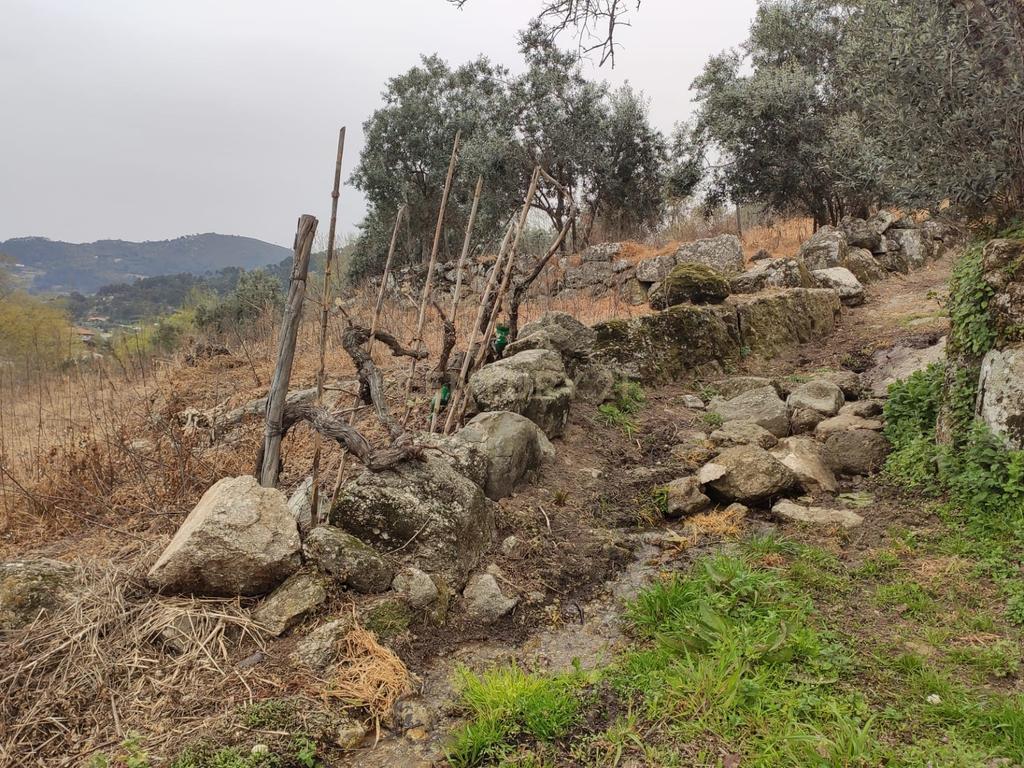 Terreno com casinha e vista para o rio Douro, em S. Tomé de Covelas, Baião para projeto agrícola - Image 39