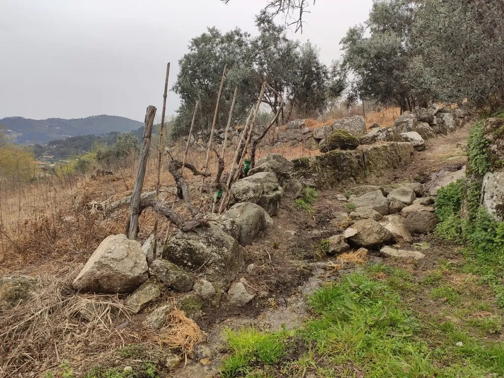 Terreno com casinha e vista para o rio Douro, em S. Tomé de Covelas, Baião para projeto agrícola - Image 39