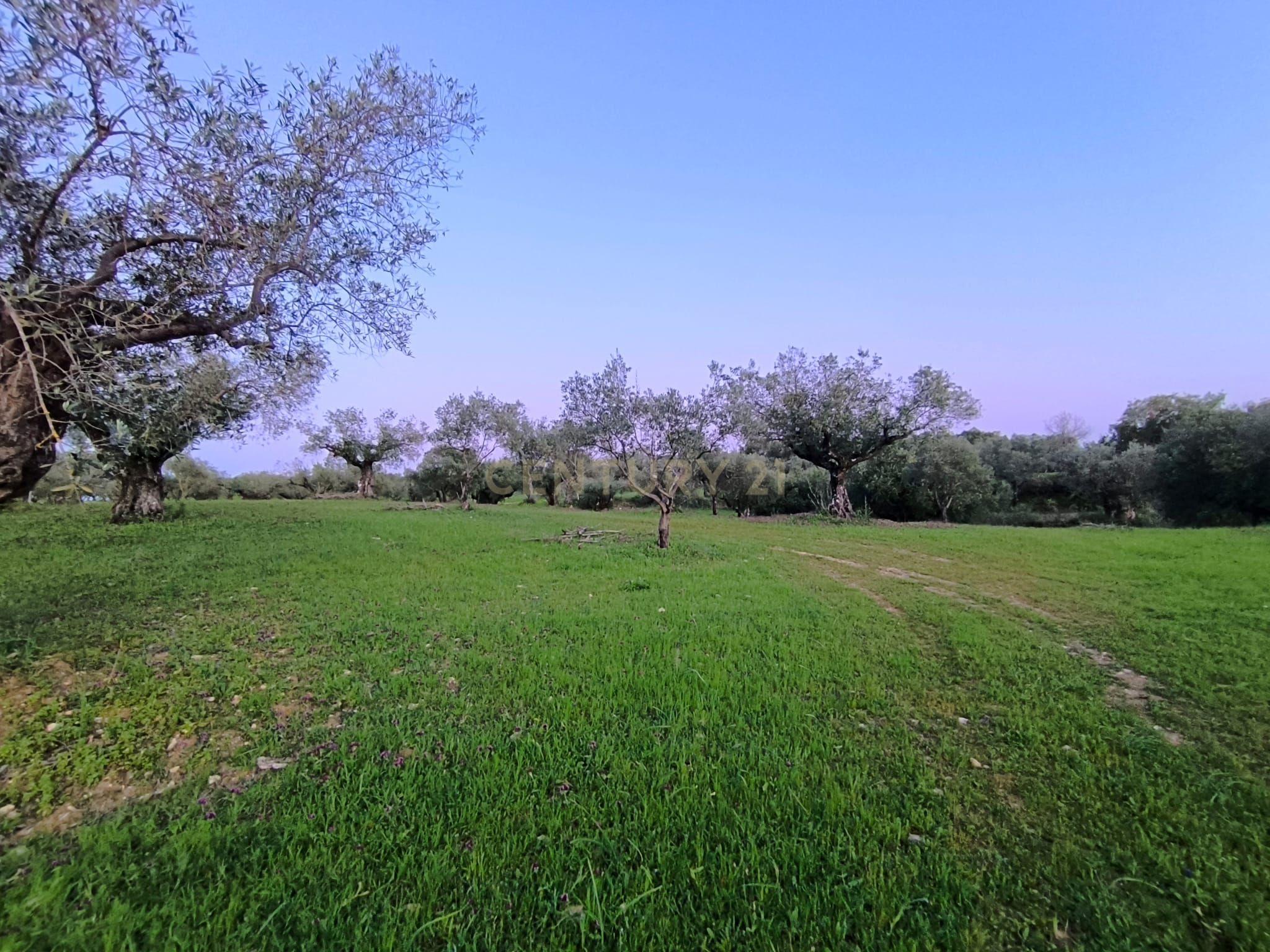 Fotografia 12 de Olival para Venda – Pedrógão, Torres Novas