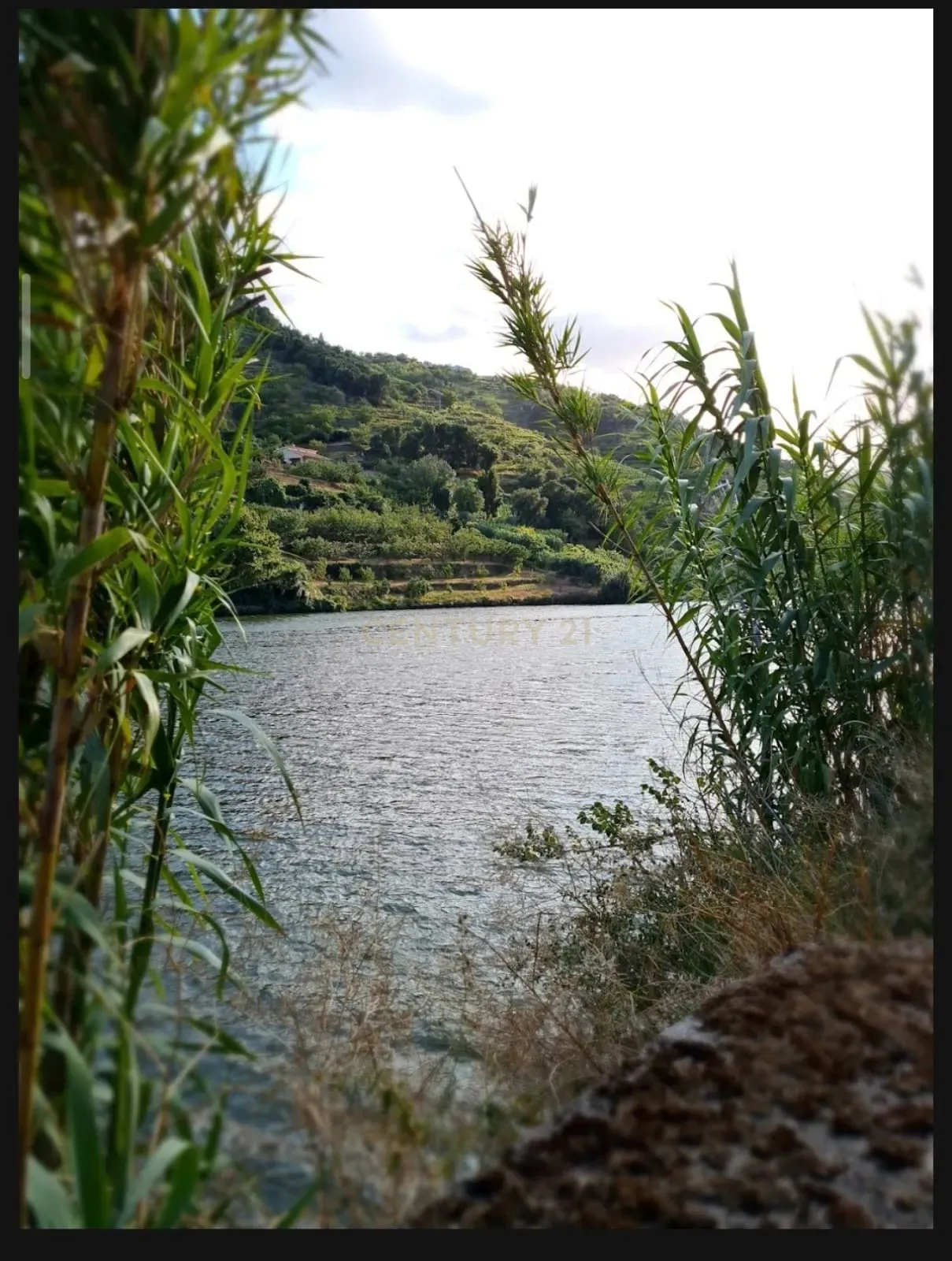 Fotografia 11 de Propriedade de origem secular no Alto Douro Vinhateiro (UNESCO), junto às Termas do Moledo