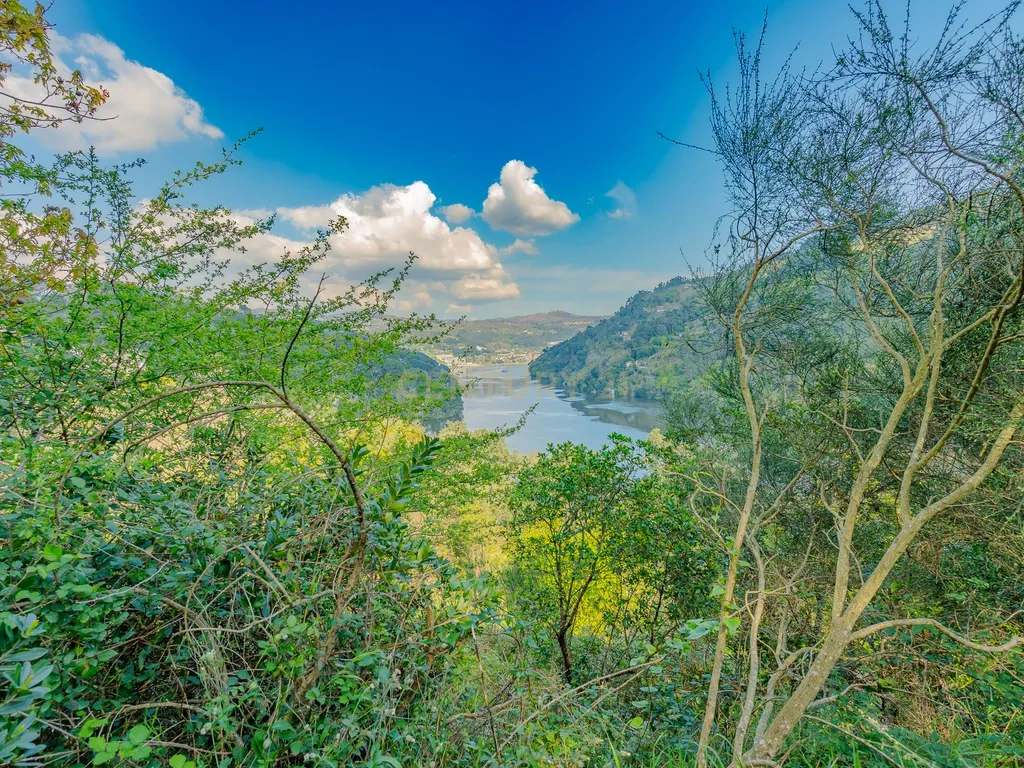 Terreno com magnifica Vista para o Rio Douro em Paços de Gaiolo - Image 7