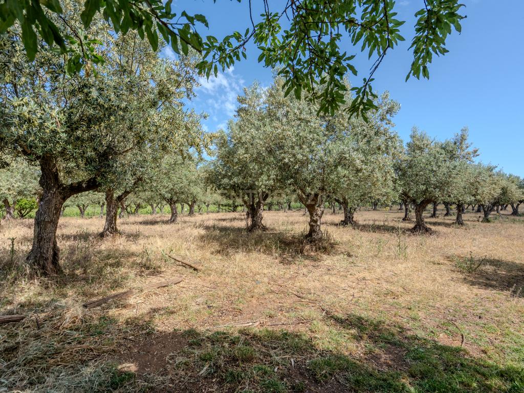 Quinta T3+3 com 4 HA em Borba – Natureza, Produção Agrícola e Conforto - Image 21