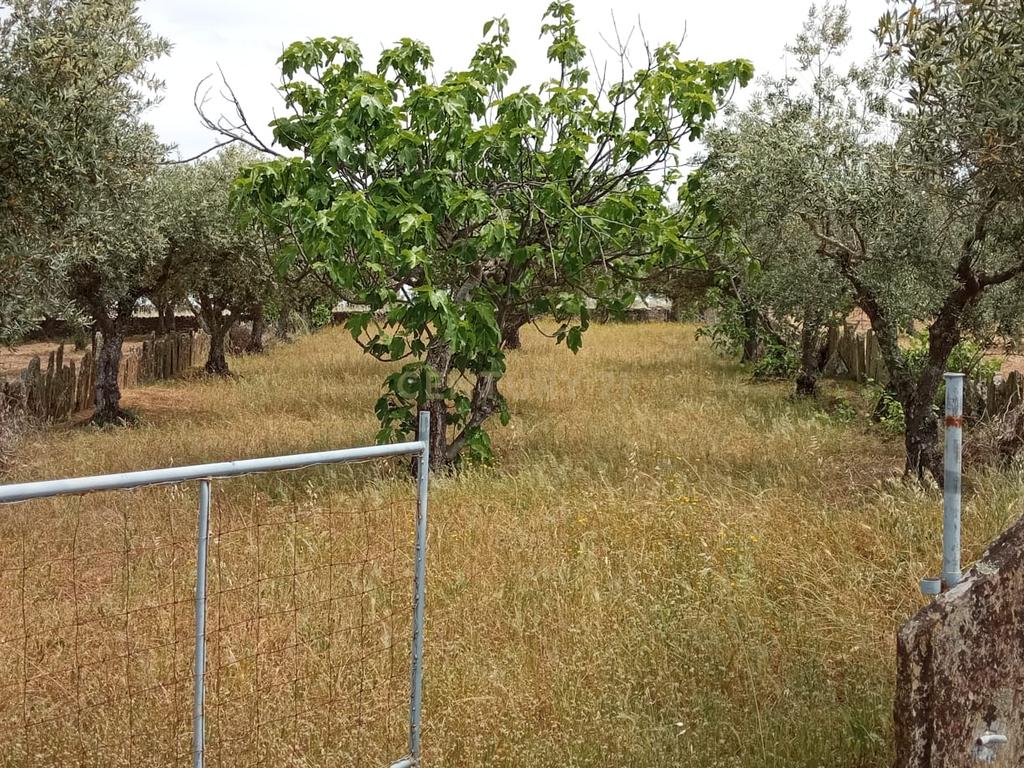 Terreno 4250m2 ,Lentiscais, Castelo Branco - Image 5