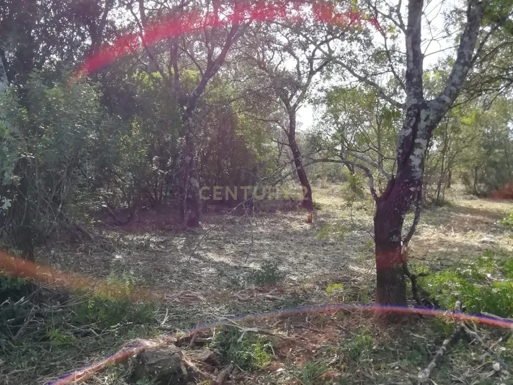 Terreno Rústico com 4.448,57 m² – Pinhal e Mato – 20.000€ Vergadinhas, Janeiro de Baixo, Pampilhosa da Serra - Image 4