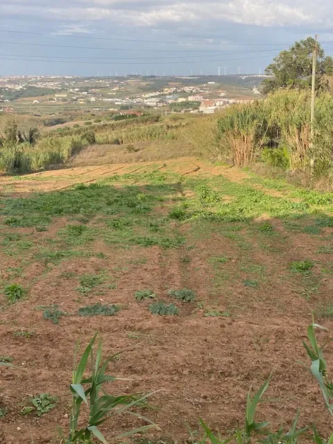 Terreno Rústico para Venda com 4.600m² na Atalaia – Lourinhã - Image 3