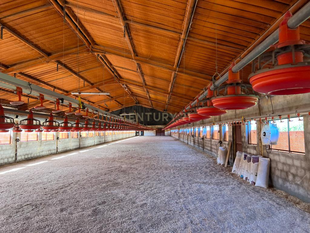 Terreno de 7.500 m² situado próximo ao lago, contendo uma casa a ser restaurada e um aviário automatizado altamente rentável. - Image 12