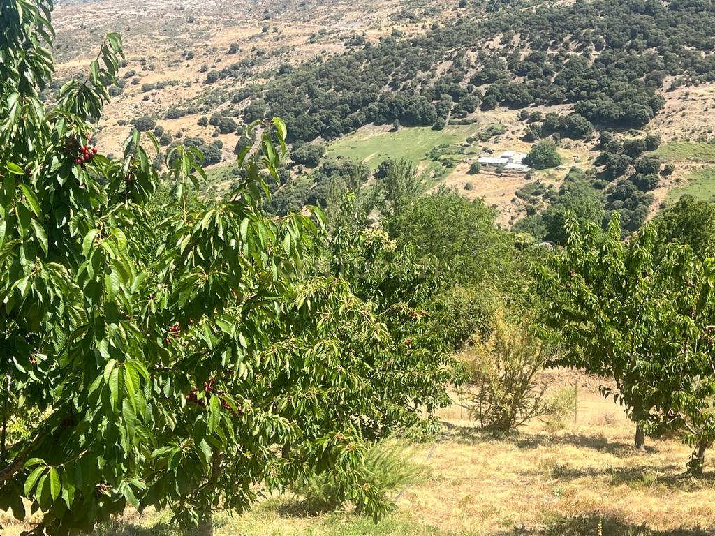 Terreno Rústico em Granada com Árvores Frutíferas e Água - Image 13
