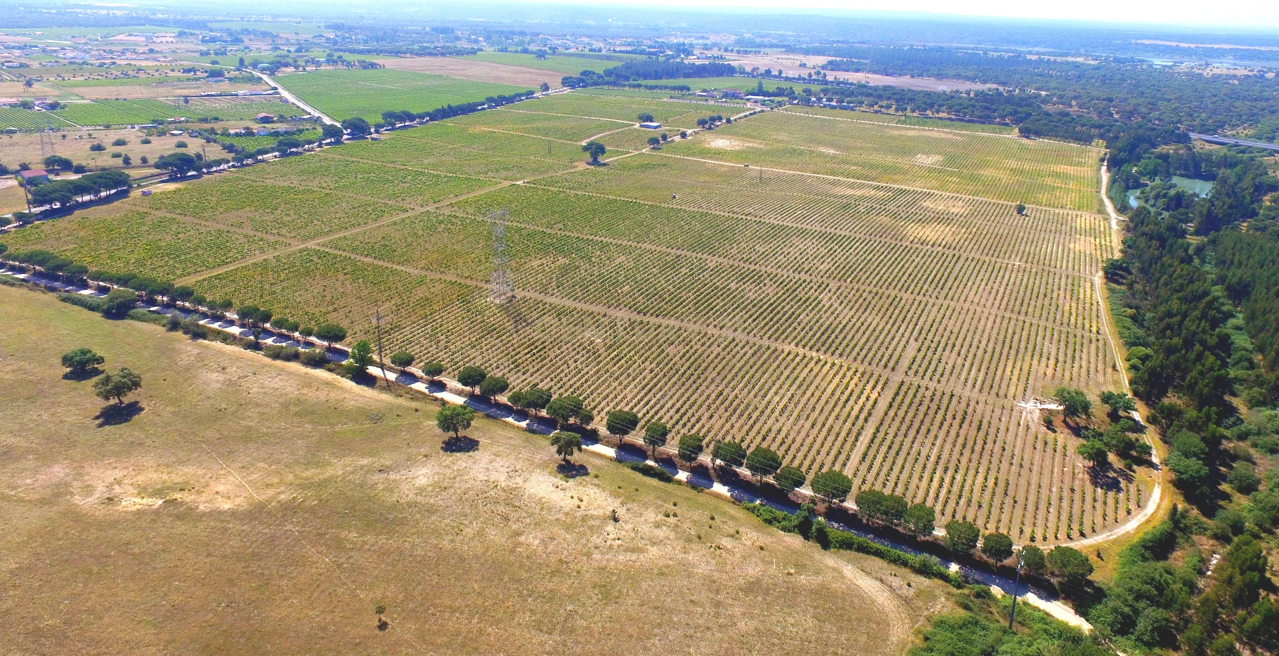 Herdade Dos Mascarenhas com 102 hectares em Palmela - Image 15