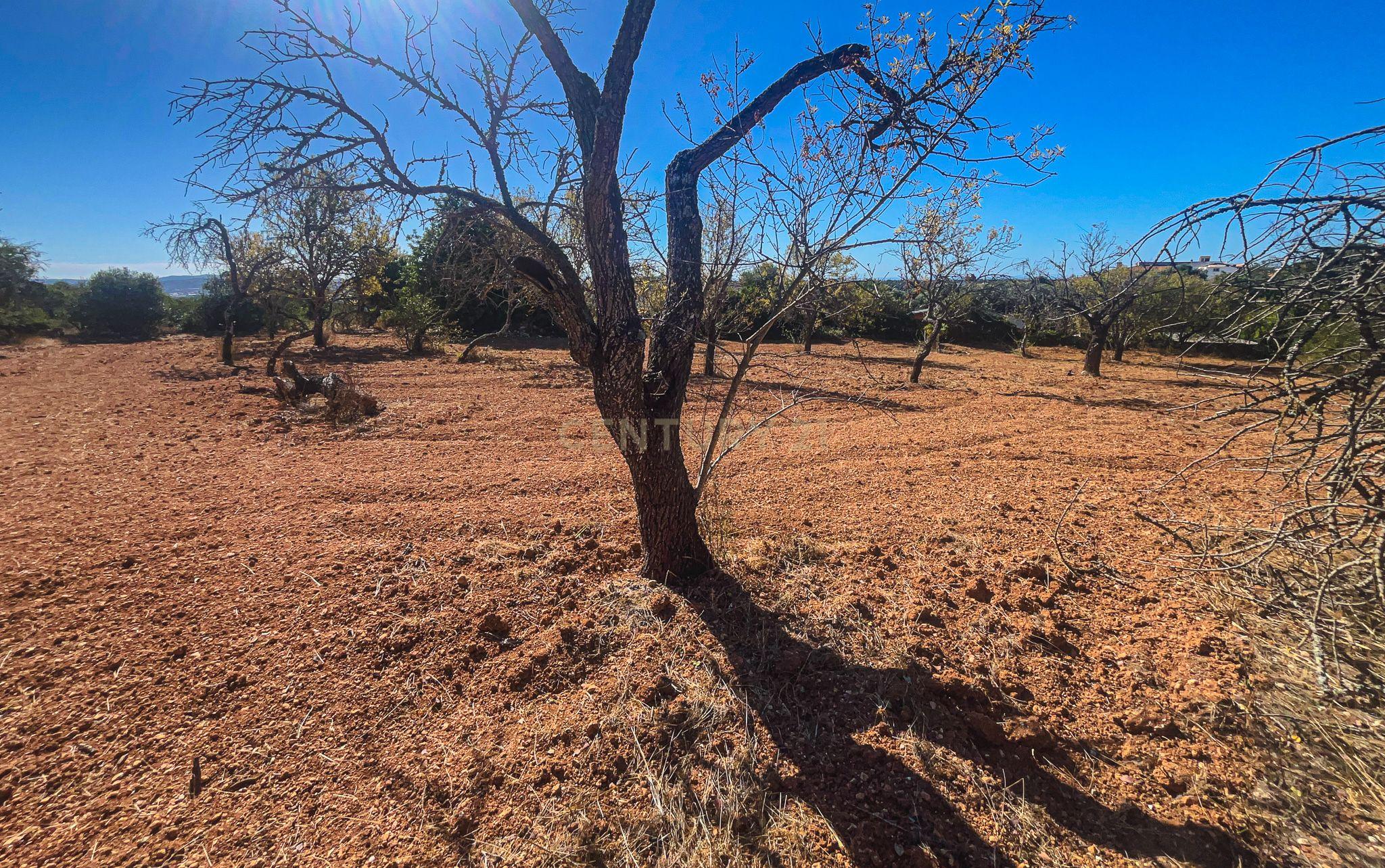 Fotografia 12 de Terreno Rústico com 1.800 m² | Natureza, Privacidade e Excelente Potencial | Paderne