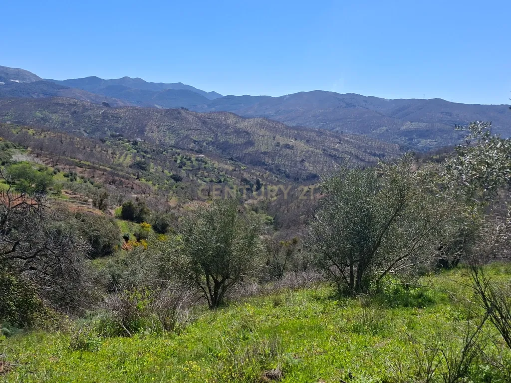 Moradia geminada de gaveto, com orientação sul, vistas para a montanha e duas propriedades rústicas com oliveiras, vinhas e castanheiros, no coração do Alto Genal. - Image 28