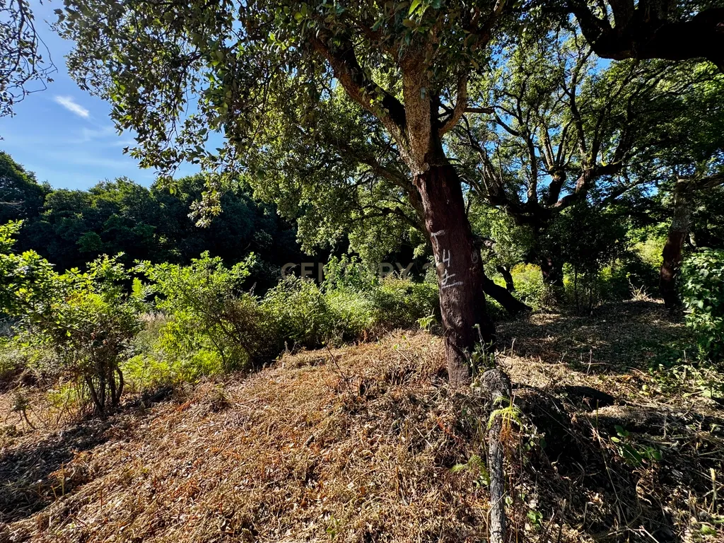 Terreno com 2,6519 hectares, situado em Abragão, Penafiel - Image 10