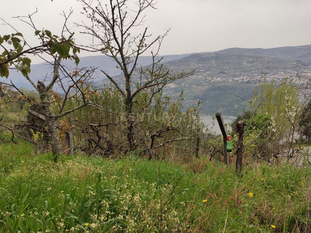 Terreno com casinha e vista para o rio Douro, em S. Tomé de Covelas, Baião para projeto agrícola - Image 21