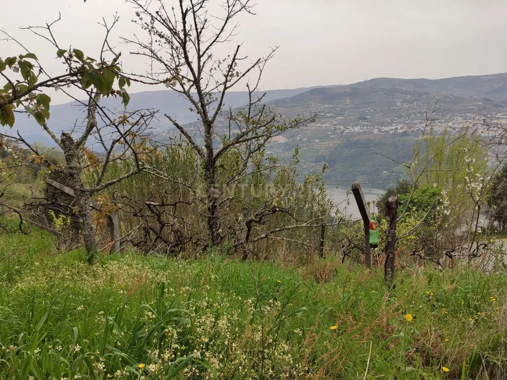 Terreno com casinha e vista para o rio Douro, em S. Tomé de Covelas, Baião para projeto agrícola - Image 21