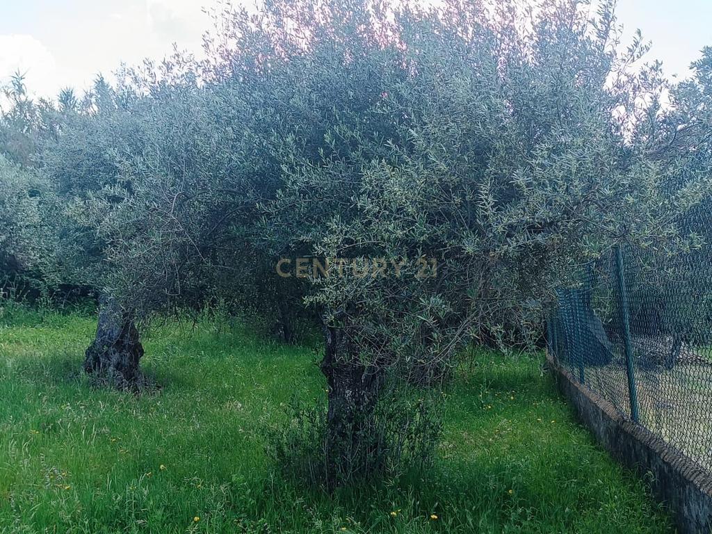 Quintinha em Elvas - Image 12