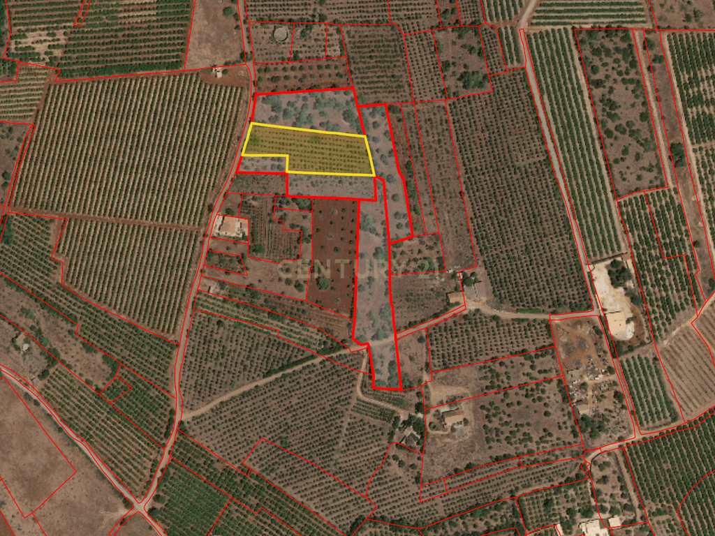 TERRENO RUSTICO COM OLIVEIRAS PARA VENDA - Image 9