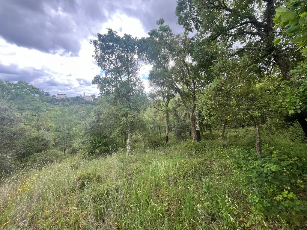 Terreno de 8280m² com cultura Arvense variada em Abrantes - Image 10