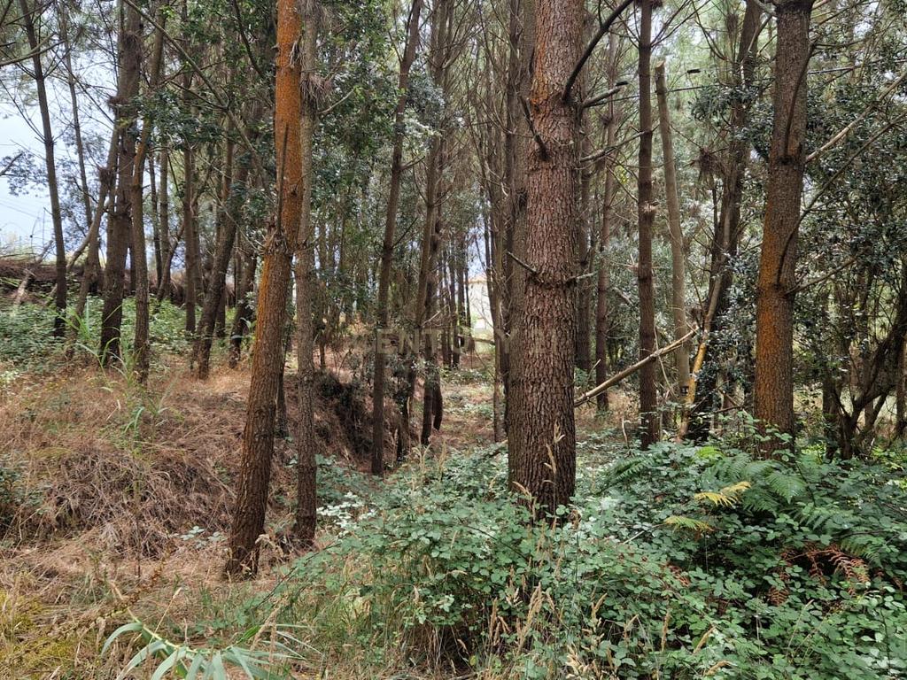 Terreno com 2020m2 para construção em Carnide - Image 39