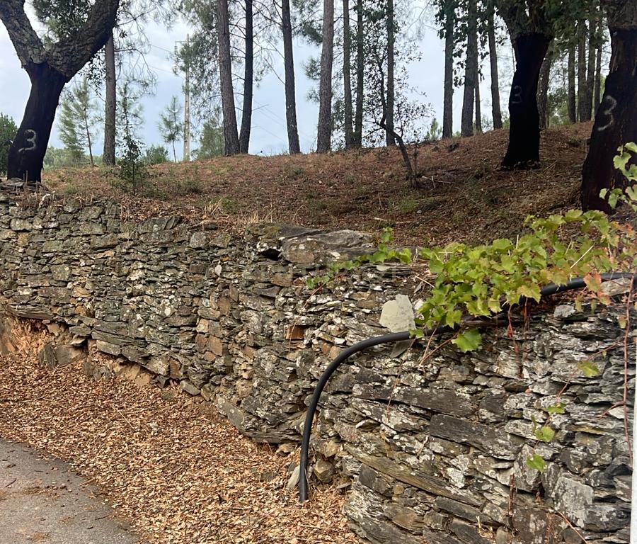 Terreno com pinheiros – Ideal para estaleiro em Proença-a-Nova - Image 5