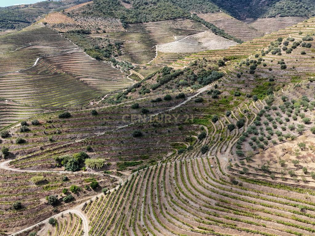 Farm with productive vineyard in the Douro Demarcated Region — São João da Pesqueira - Image 8