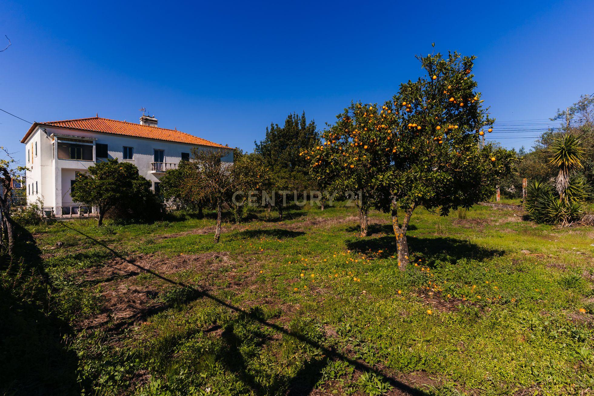 Propriedade com 11 divisões para recuperação em Estremoz com uma área total de 6185 m2 - Image 2