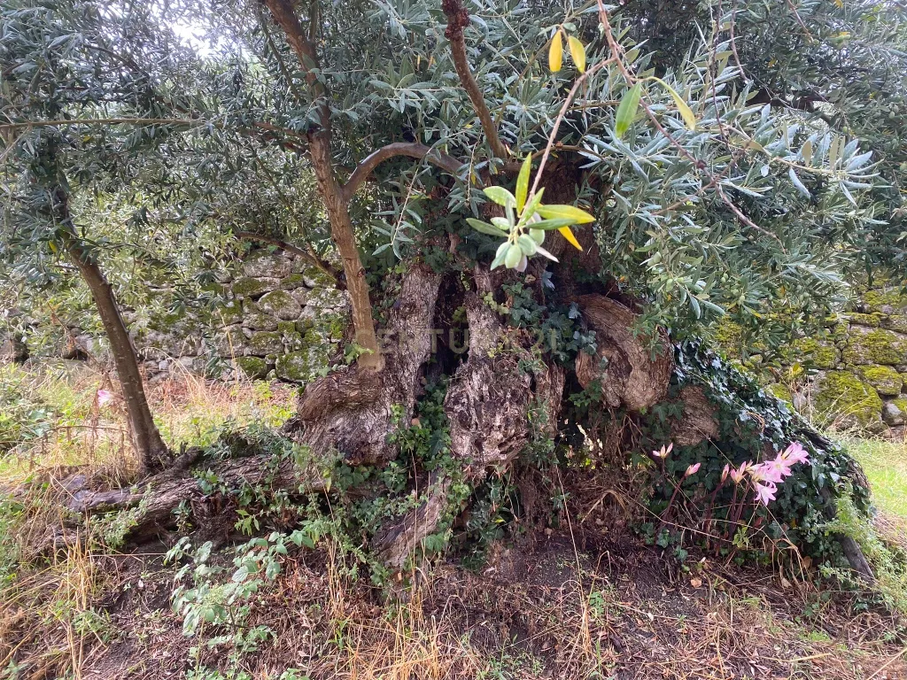 Quinta em Alpedrinha, Fundão - Image 3