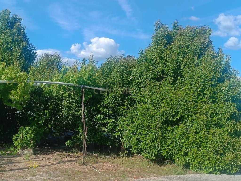 Excelente terreno em Santa Eulália Elvas - Image 11
