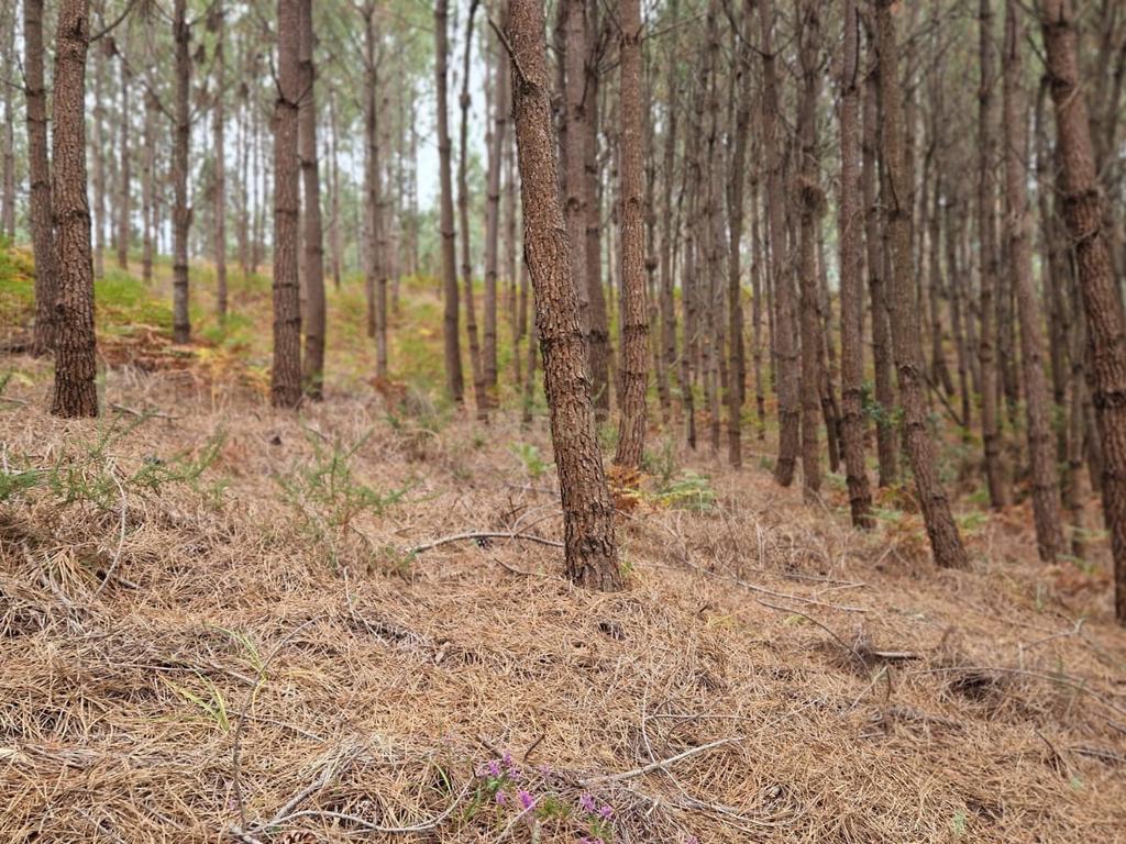 Terreno com 2020m2 para construção em Carnide - Image 35