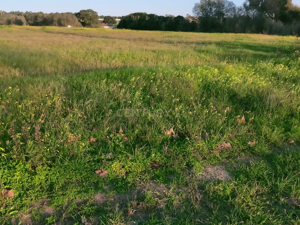 Terreno à Venda em Lamas – Cadaval - Image 10