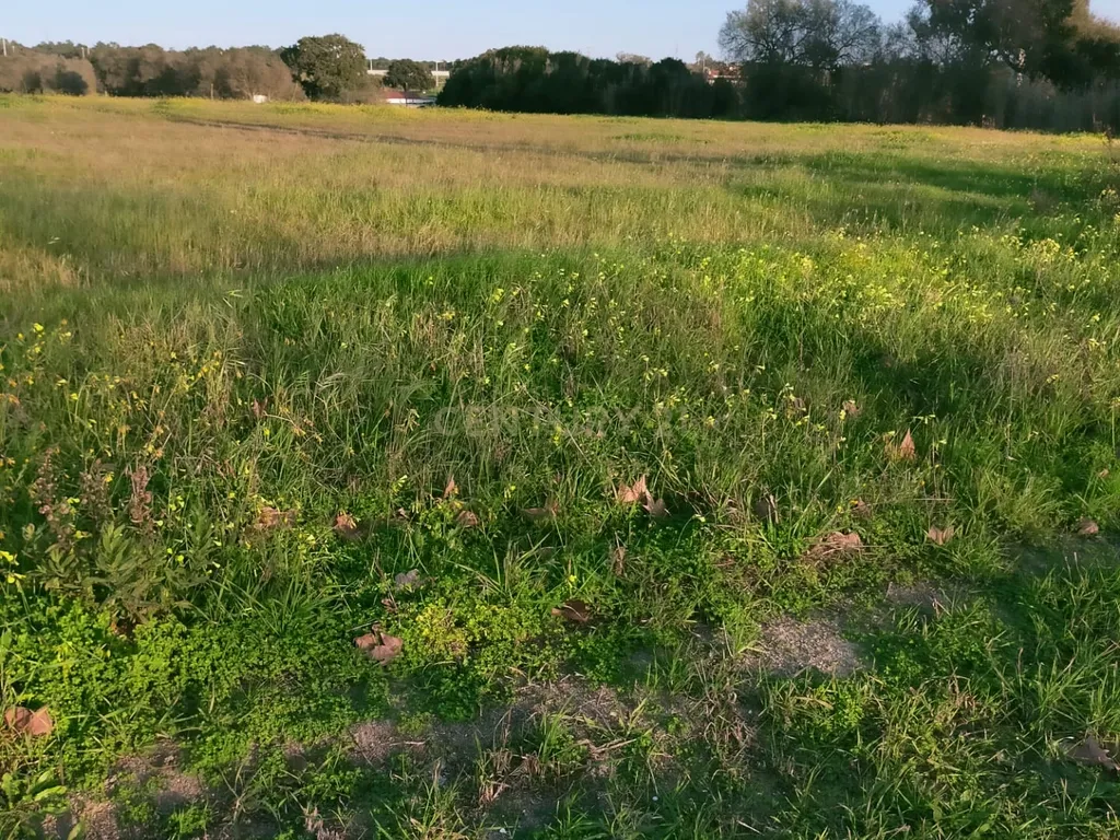 Terreno à Venda em Lamas – Cadaval - Image 10