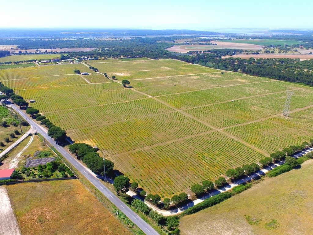 Herdade Dos Mascarenhas com 102 hectares em Palmela - Image 14