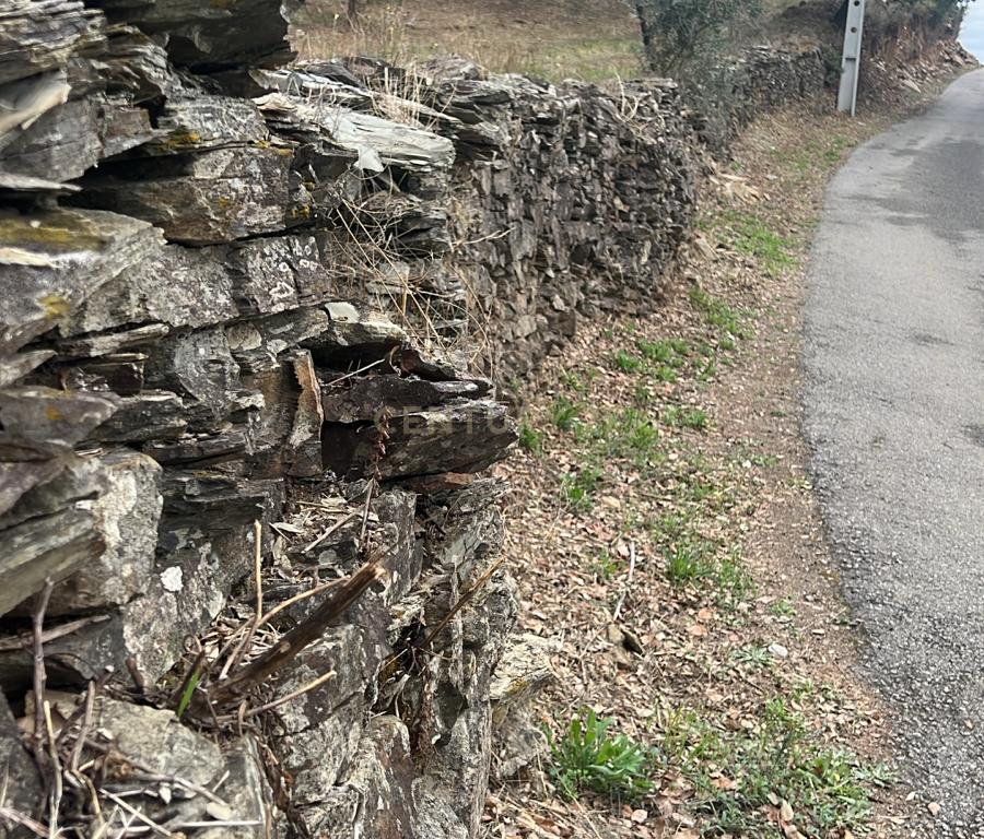 Terreno com pinheiros – Ideal para estaleiro em Proença-a-Nova - Image 6