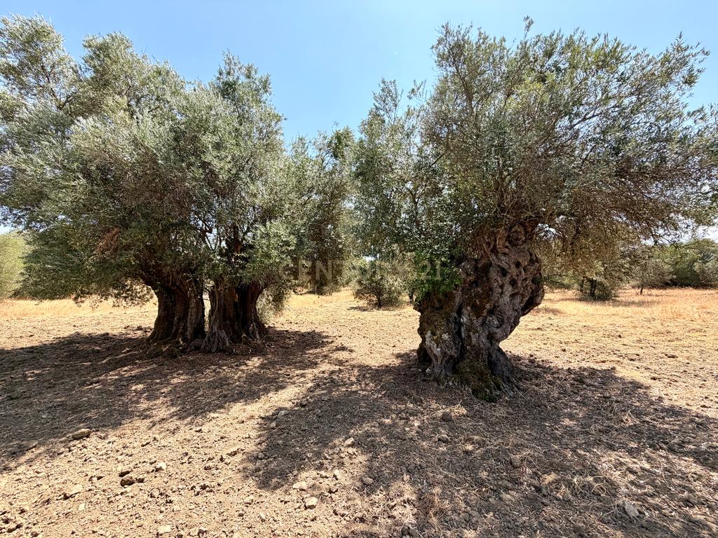 Herdade da Pandeira (93 Hectares) Vinha e Olival em Produção em Reguengos de Monsaraz. - Image 12