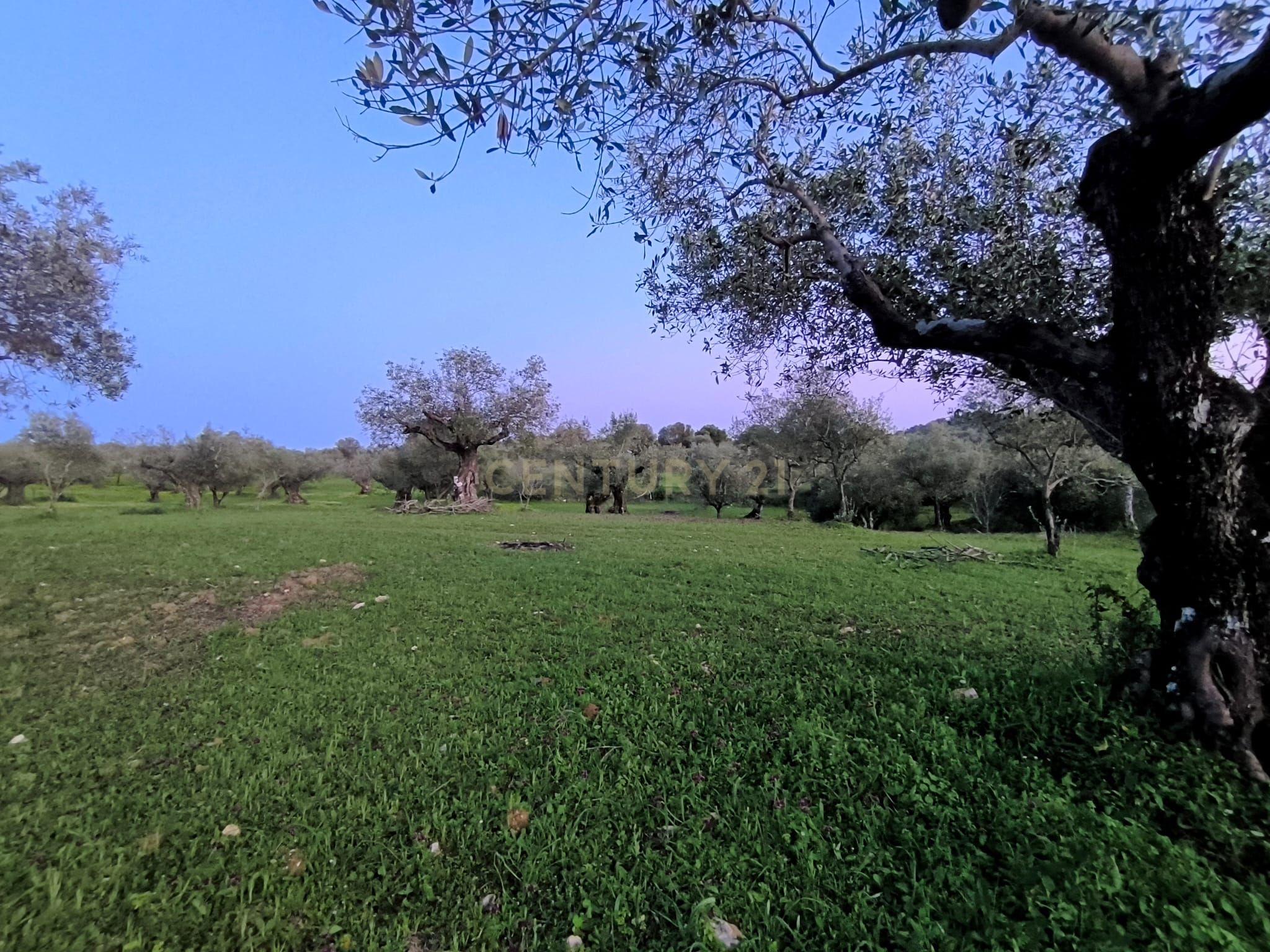 Fotografia 7 de Olival para Venda – Pedrógão, Torres Novas