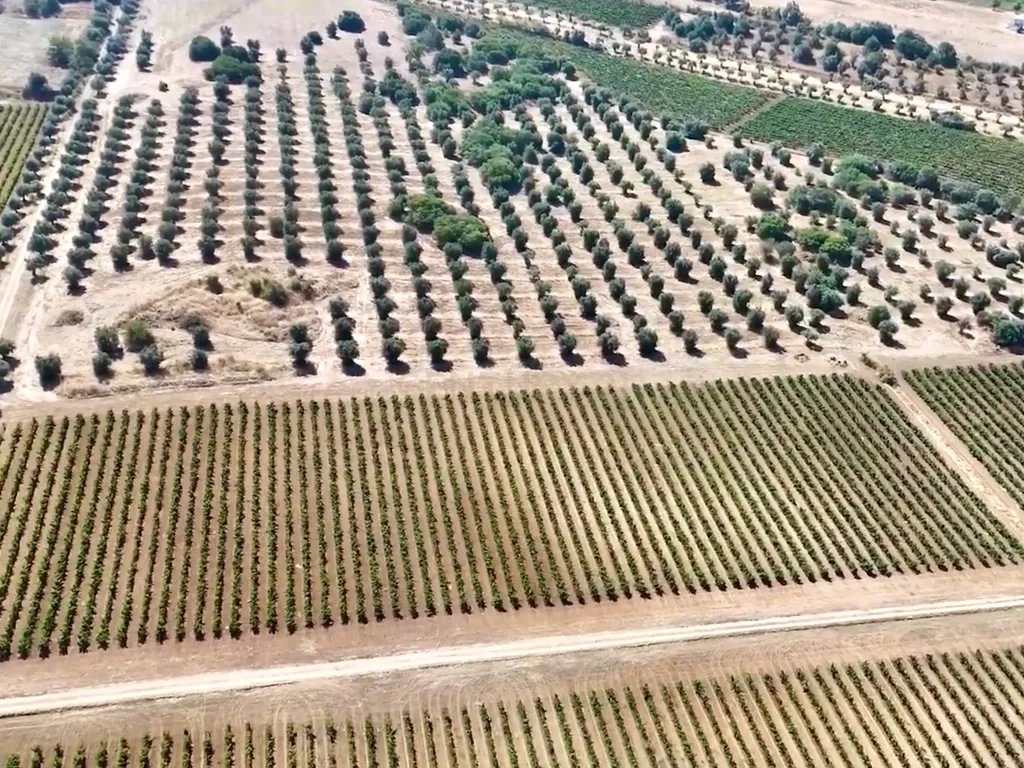 Herdade da Pandeira (93 Hectares) Vinha e Olival em Produção em Reguengos de Monsaraz. - Image 24