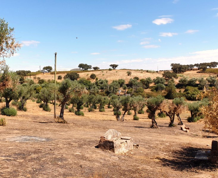 Herdades com produção Vinho, com 157,3ha situada em Terrugem, concelho de Elvas - Image 22