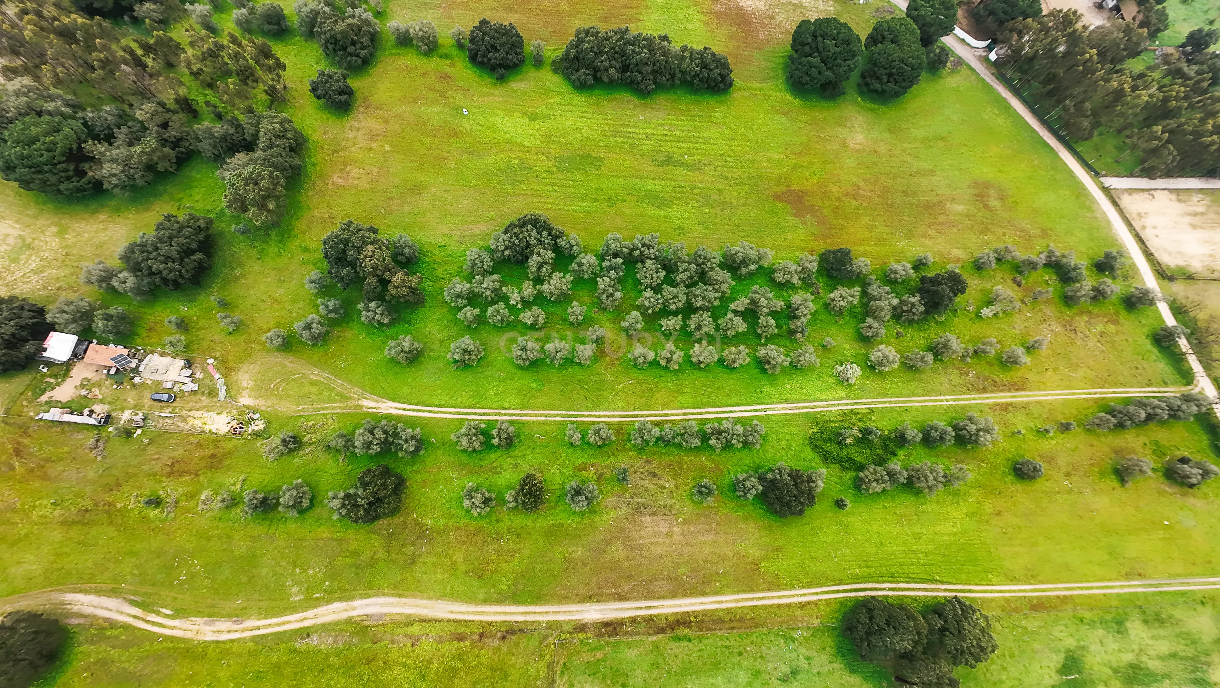 Fotografia 12 de Quinta do Anjo - Terreno Rústico com 10 000m2