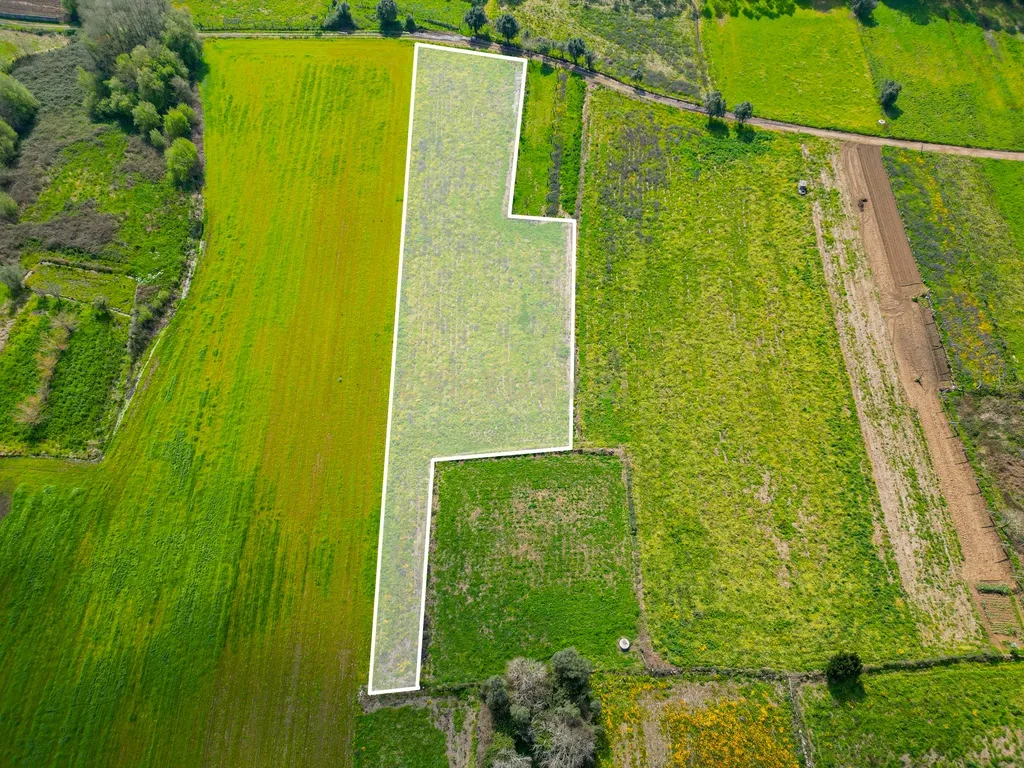 Terreno Agrícola plano, com 4.900m², em Curvos - Image 6