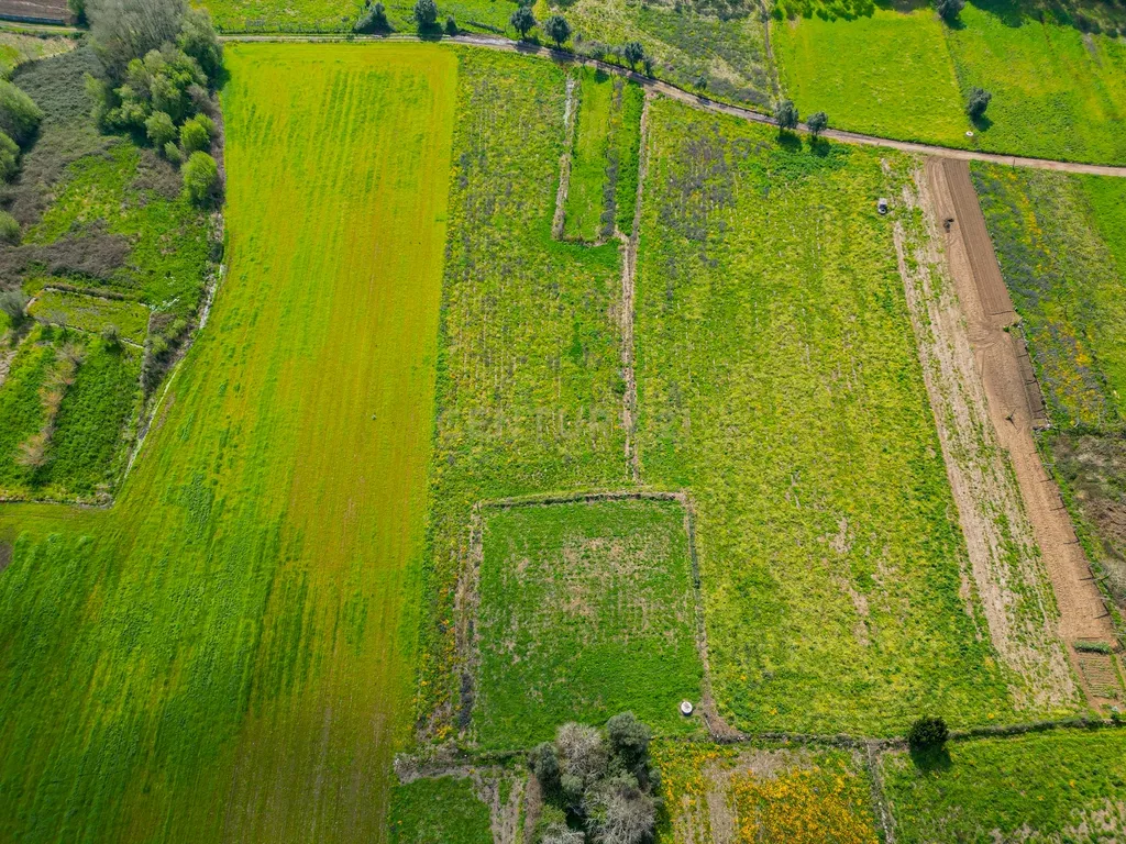 Terreno Agrícola plano, com 4.900m², em Curvos - Image 7