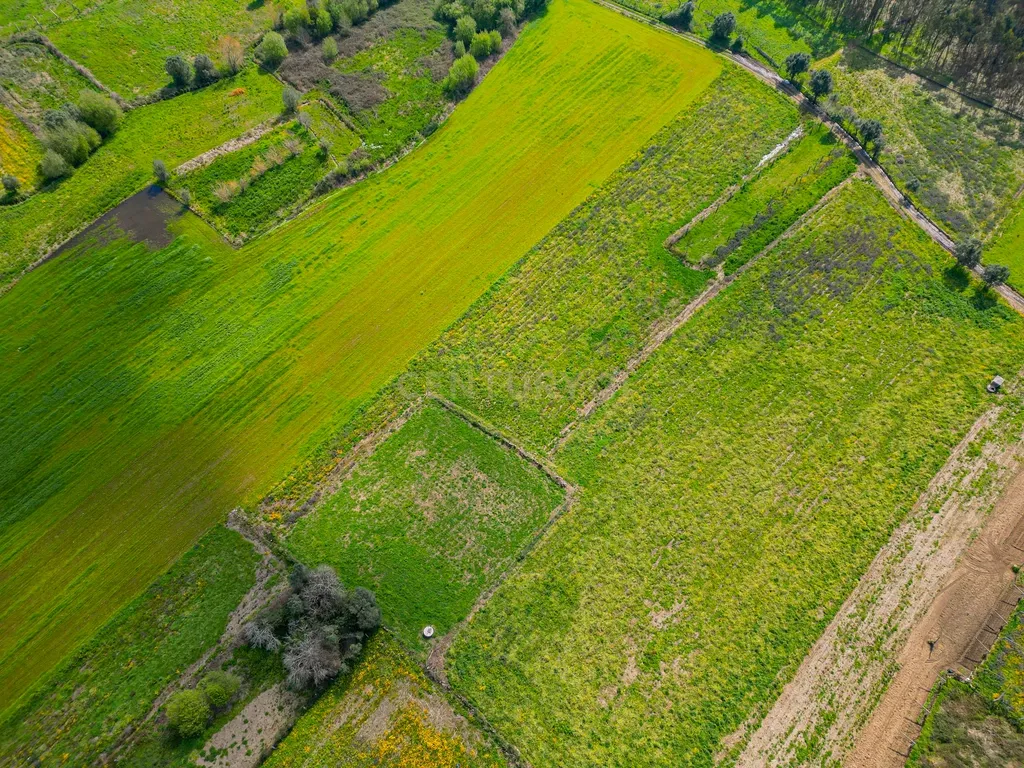 Terreno Agrícola plano, com 4.900m², em Curvos - Image 4
