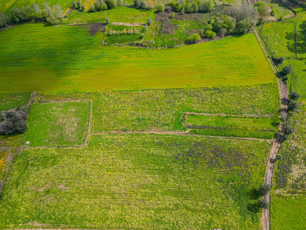 Terreno Agrícola plano, com 4.900m², em Curvos - Image 5