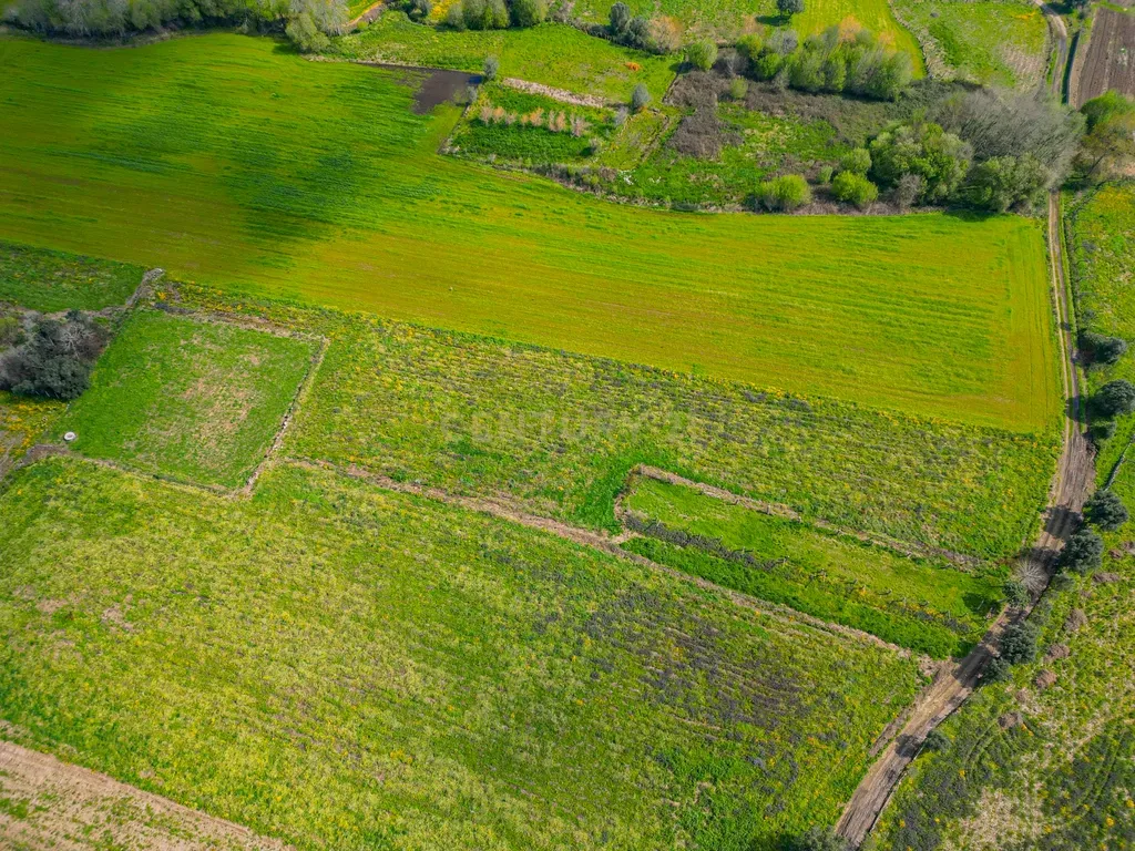 Terreno Agrícola plano, com 4.900m², em Curvos - Image 3