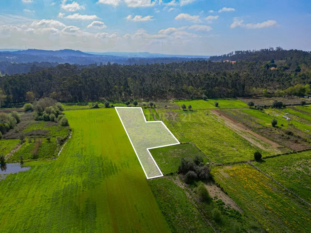 Terreno Agrícola plano, com 4.900m², em Curvos - Image 1