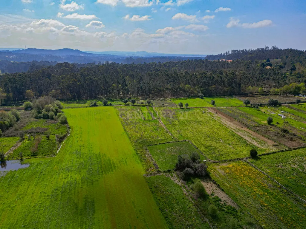 Terreno Agrícola plano, com 4.900m², em Curvos - Image 2
